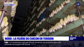 Nord: les producteurs d'endives en difficulté