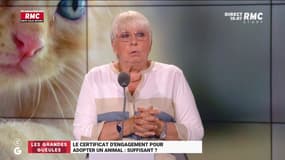 Un certificat d'engagement pour adopter un animal !  Claire O'Petit :  : "Ce n'est pas suffisant ! Nous voulions une loi plus forte !"