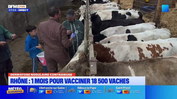 Dermatose nodulaire contagieuse des bovins : 1 mois pour vacciner dans le Rhône
