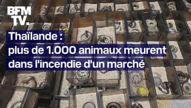 Thaïlande: plus de 1.000 animaux exotiques meurent dans l'incendie d'un marché