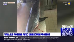 Var: vague d'indignation après la photo d'un requin protégé mort dans un restaurant