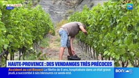 Les vendanges ont commencé dans les Alpes-de-Haute-provence