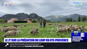 Alpes-de-Haute-Provence: les éleveurs veulent des mesures sur les attaques de loup