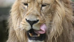 Lion du zoo de Chester, en Grande-Bretagne