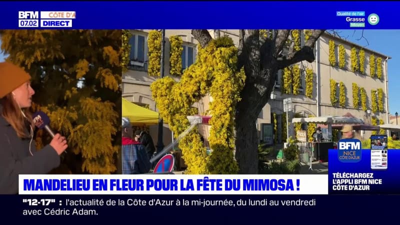 Mandelieu-la-Napoule: la Fête du mimosa fait son retour