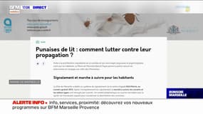 Marseille: le fléau des punaises de lit dans les habitations et certains centres hospitaliers