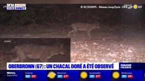 Un chacal doré a été observé dans les Vosges