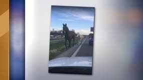 Les deux équidés se sont retrouvés à contre-sens sur l'A51. 