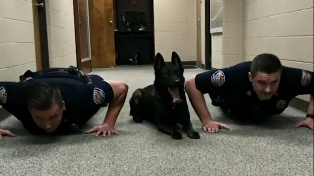 https://images.bfmtv.com/s0hqB-EaaQITz3YBD594y7TB8yk=/0x0:1024x576/1024x0/images/Ce-chien-policier-fait-des-pompes-aux-cotes-de-deux-officiers-245573.jpg