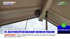 Seine-Maritime: un homme meurt électrocuté en enlevant un nid de frelons