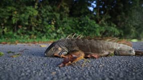 Un iguane vert paralysé par le froid gît sur le sol le 1er février 2026 à Miami Beach, en Floride.