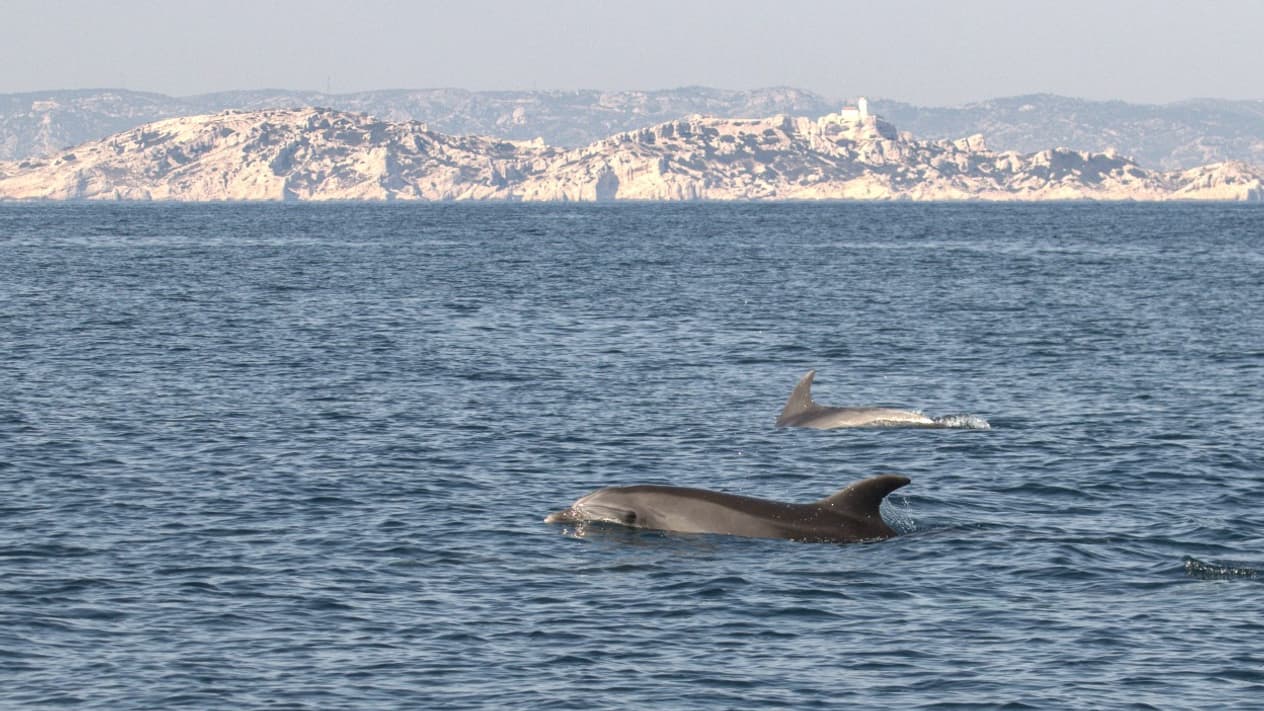 Des dauphins aperçus dans le parc national des Calanques, le 18 mars 2020 Des dauphins aperçus dans le parc national des Calanques, le 18 mars 2020