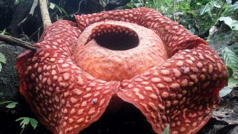 La Rafflesia, plus grande fleur du monde à l'odeur nauséabonde, est en voie de disparition