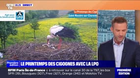 "Le printemps des cigognes", le rendez-vous à retrouver sur BFMTV chaque vendredi jusqu'au mois de juin