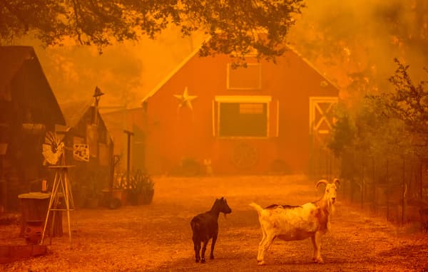 Des chèvres près d'une maison lors d'un incendie à Oroville, en Californie, aux États-Unis, le 2 juillet 2024.