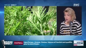Dupin Quotidien : Les effets du réchauffement climatique sur la santé - 19/04