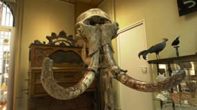 Le crâne de mammouth vendu aux enchères pour 75.000€ à Évreux dimanche 19 février.