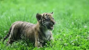  Ce bébé tigre de Sumatra est né dans un zoo en Pologne 