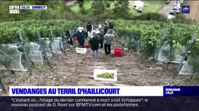 Pas-de-Calais: l'heure des vendanges au terril d'Haillicourt