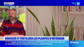 Le Café des Jardiniers: entretenir ses plantes d'intérieur
