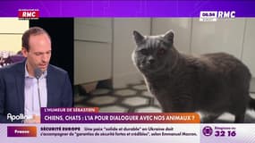 L'humeur de Sébastien : Chiens, chats... l'IA pour dialoguer avec nos annimaux ? - 18/02