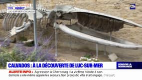 C beau chez nous: à la découverte de Luc-sur-Mer