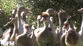 Après le coq Maurice, des canards et des oies accusés de faire trop de bruit dans les Landes 