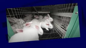 L214 dénonce dans une nouvelle vidéo diffusée jeudi 25 août les conditions d'élevage de lapins