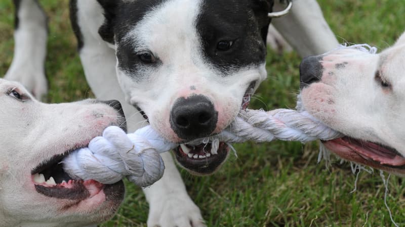 Pitbulls jouant avec une corde.