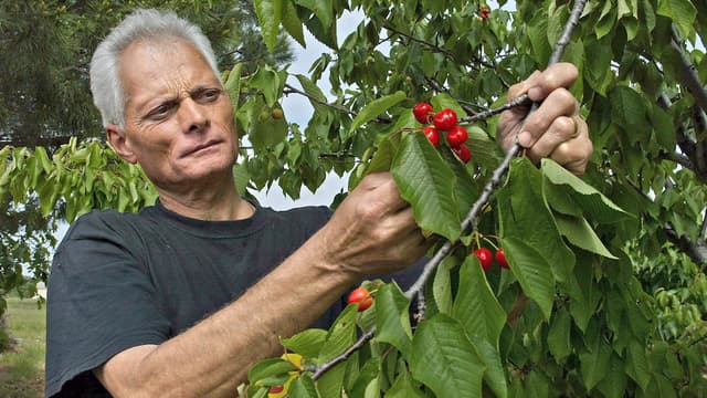 Ce que craignent le plus les professionnels, ce sont les suzukii, des mouches asiatiques arrivées en France au début des années 2010.