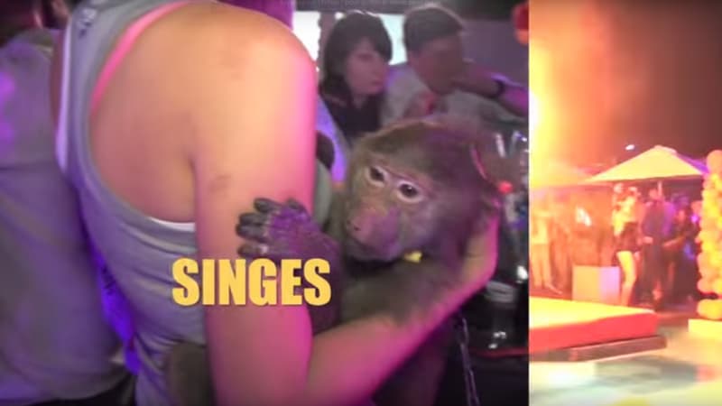 Dans son clip promotionnel, le prestataire montre un singe et bien 'autres animaux sauvages