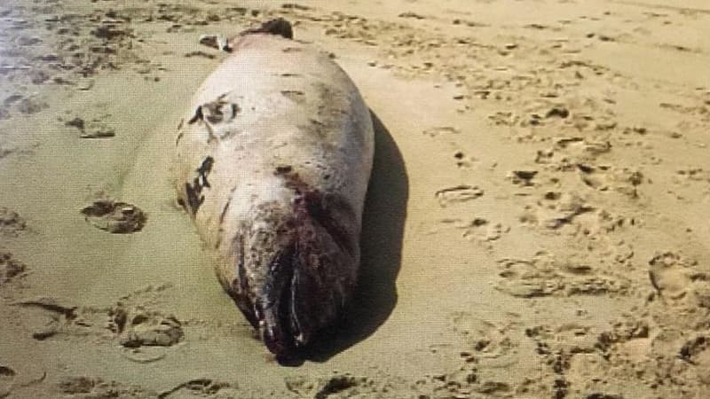 EN IMAGES - "Des paquets de chips, de pâtes, des sacs de grandes surfaces": 16 kg de plastique retrouvés dans le ventre d'une baleine dans les Landes