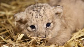 Le petit lion est né le 23 septembre. Photo du Zoo Pairi Daiza @JardinDesMondes