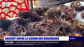 Sausset-les-Pins: les oursins mis à l'honneur lors de la Fête de la mer