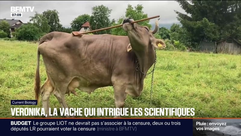 Cette vache bluffe les scientifiques par son intelligence après avoir utilisé un balais pour se gratter