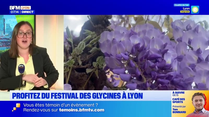 Profitez du Festival des Glycines, dans le quartier Montchat, jusqu'au 26 avril !