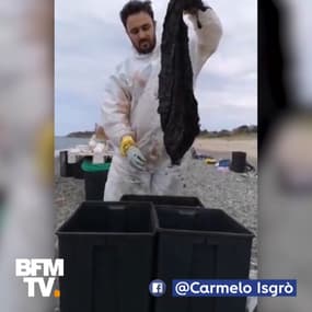Plusieurs kilos de plastique ont été retrouvés dans l'estomac d'un cachalot mort