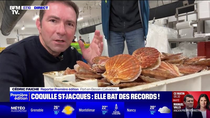 Bien gérées, moins pêchées: la coquille Saint-Jacques bat désormais des records d'abondance