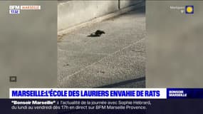 Marseille: l'école des Lauriers est envahie par les rats, les parents manifestent
