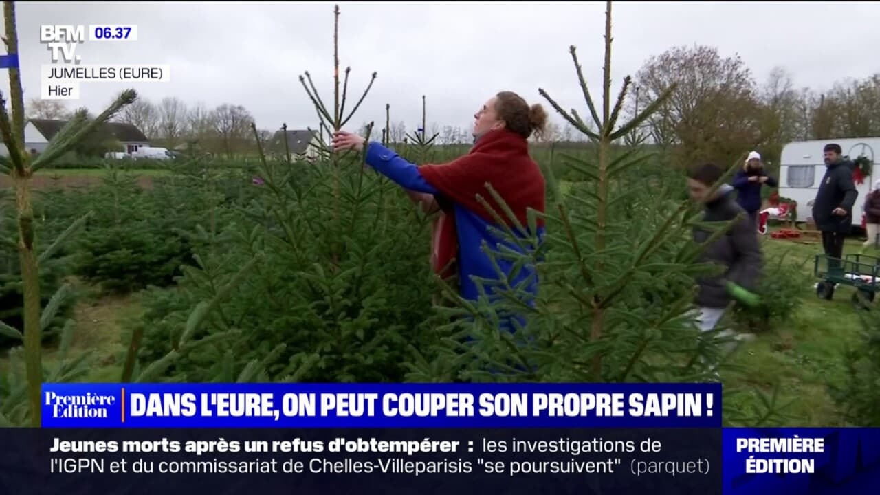 Cette ferme de l'Eure propose de venir couper soimême son sapin