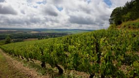 La flavescence dorée, incurable, est une jaunisse de la vigne (photo d'illustration)