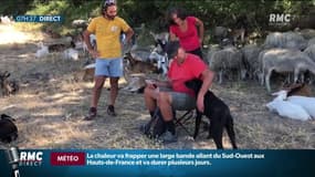 Incendie de Martigues: un berger lance un appel après la destruction de sa bergerie