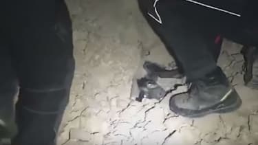 Un chien a été sauvé des décombres à Norcia, dans le centre de l'Italie, frappé par un tremblement de terre