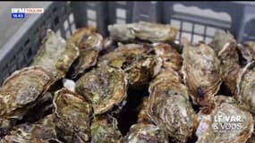 Le Var & Vous, du champ à l'assiette : Huîtres & moules de Tamaris
