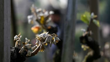 Des bourgeons de vigne endommagés par le gel dans un vignoble de Côte Rôtie, le 12 avril 2021 à Ampuis