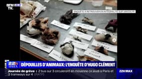 "Les crânes de chats sont à 20 euros pièce": extrait de l'enquête choc d'Hugo Clément sur le trafic de dépouilles animales