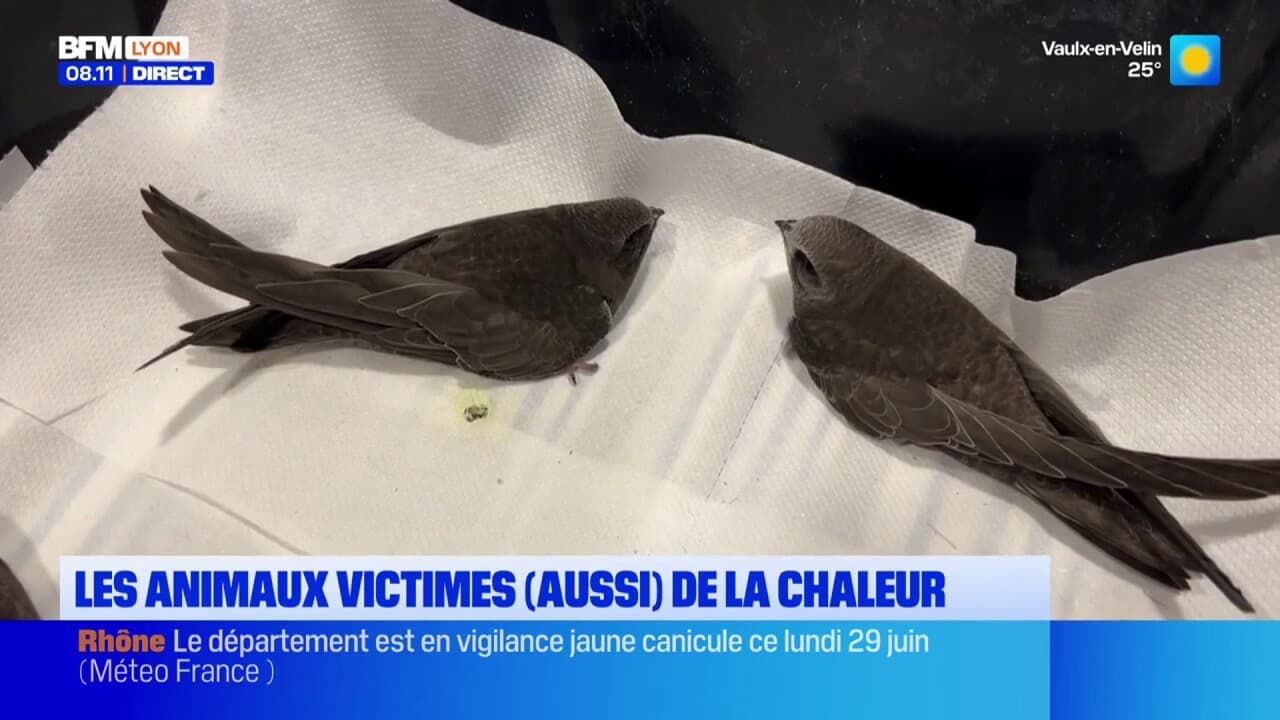 Canicule : Les animaux aussi sont victimes de la chaleur