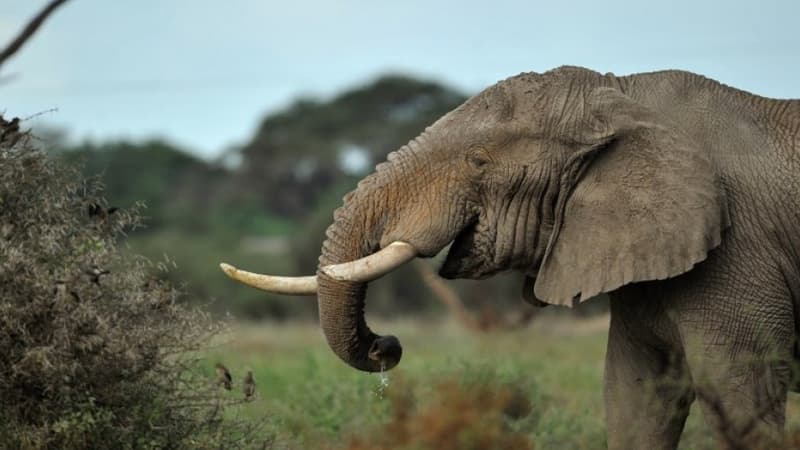 Un éléphant (photo d'illustration)