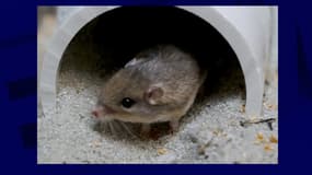 Pat, pensionnaire d'un zoo californien, est la souris la plus vieille du monde