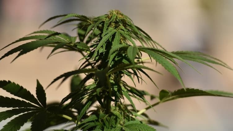 La loi précise que cette culture serait encadrée, et l'usage du cannabis limité à un usage médical et non récréatif.